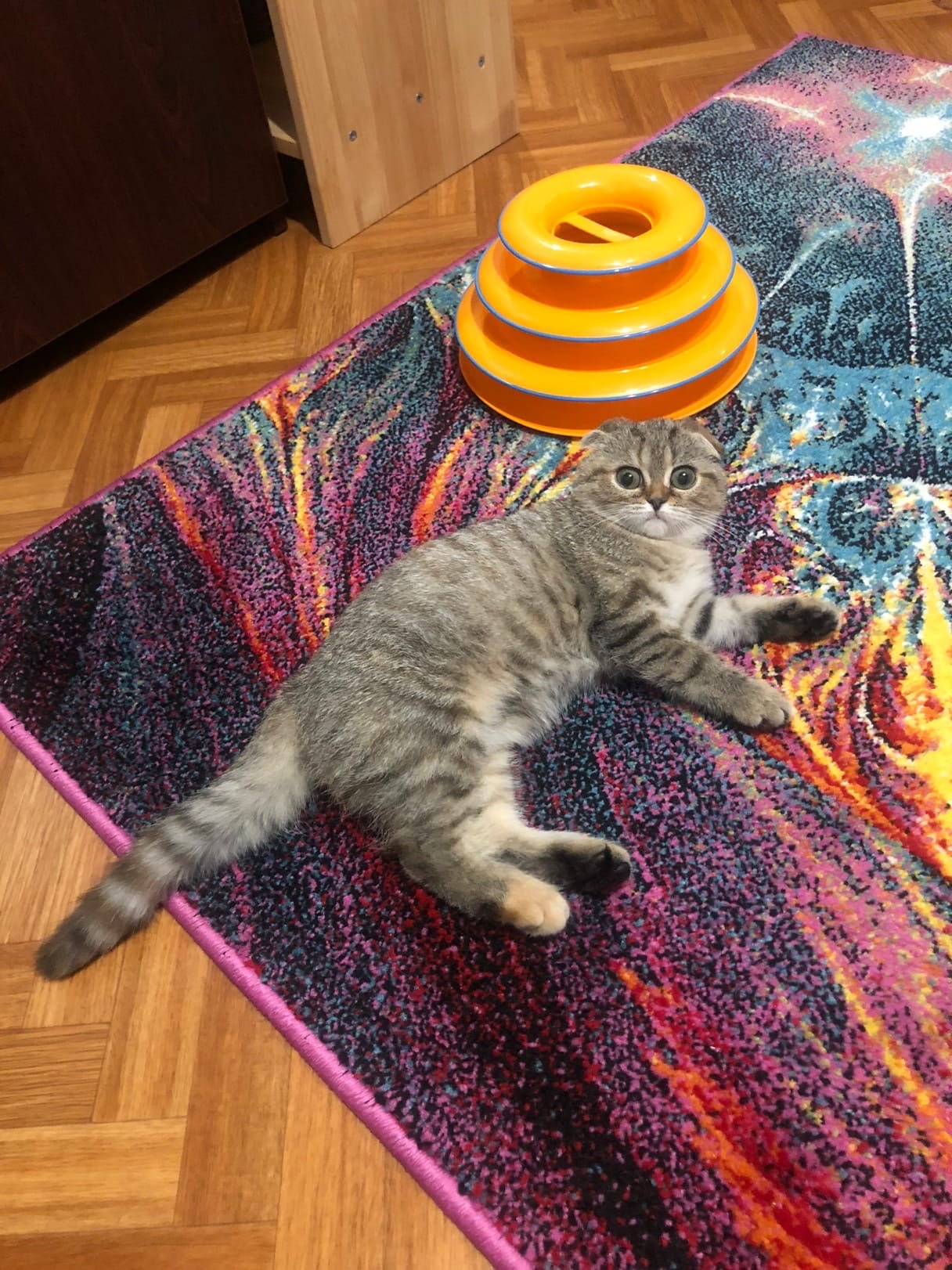 Кэт - Имена для девочек - Клички для котов и кошек