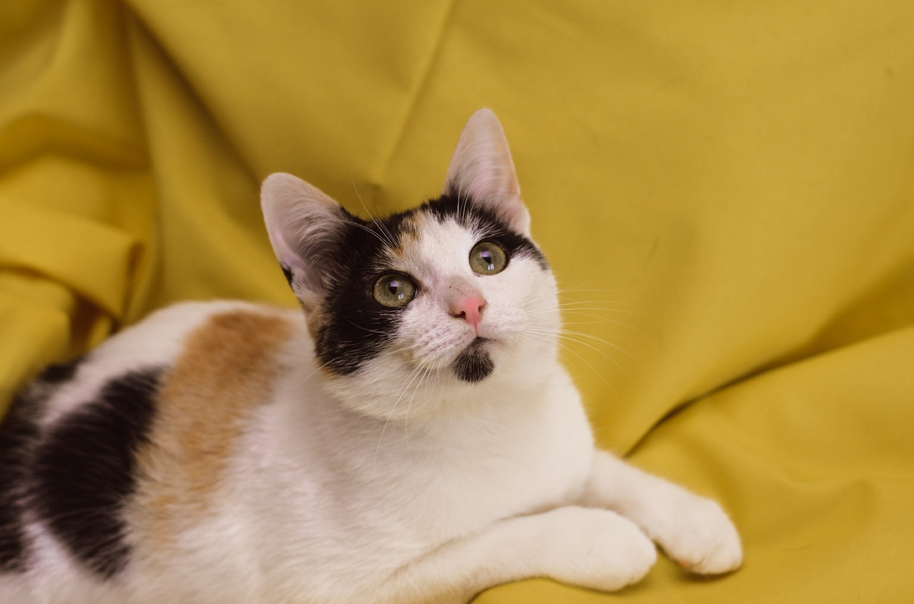 Полли - Имена для девочек - Клички для котов и кошек