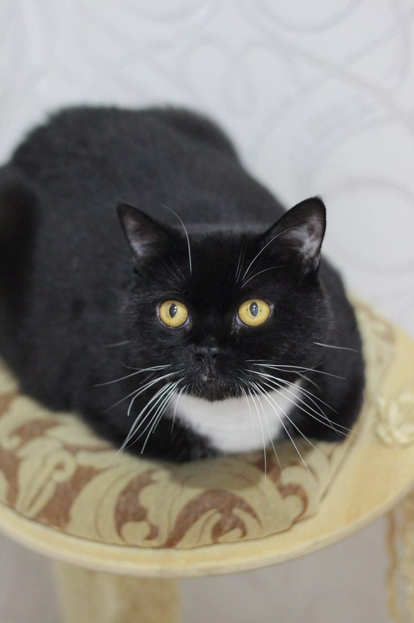 Бара - Имена для девочек - Клички для котов и кошек