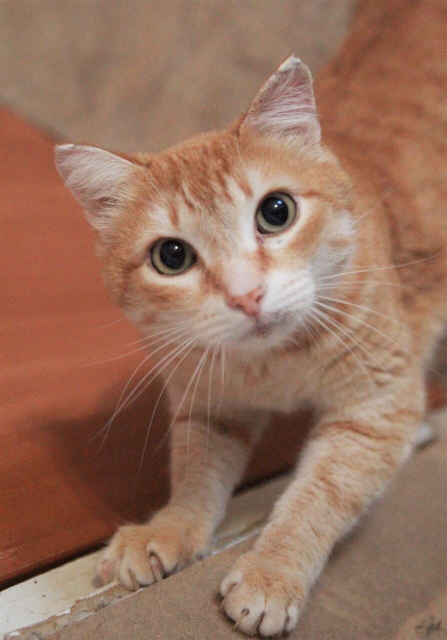 Лексус - Имена для мальчиков - Клички для котов и кошек