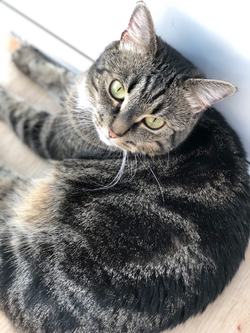 Лоя - Имена для девочек - Клички для котов и кошек