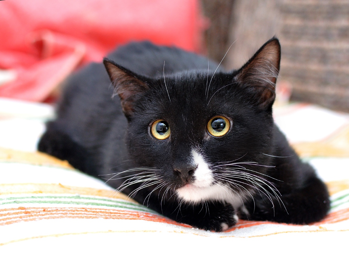 Фунтик - Имена для мальчиков - Клички для котов и кошек