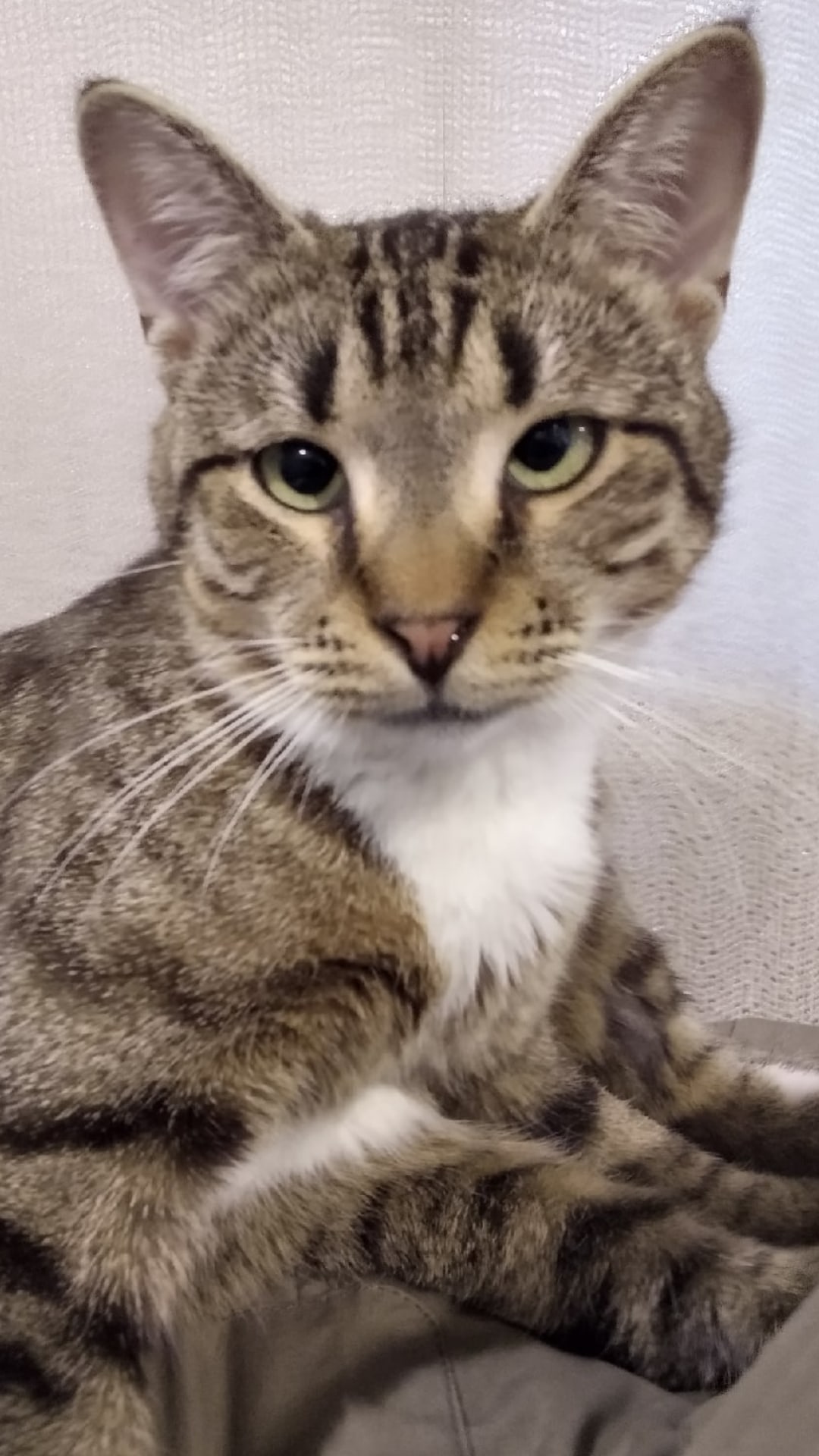 Крош - Имена для мальчиков - Клички для котов и кошек