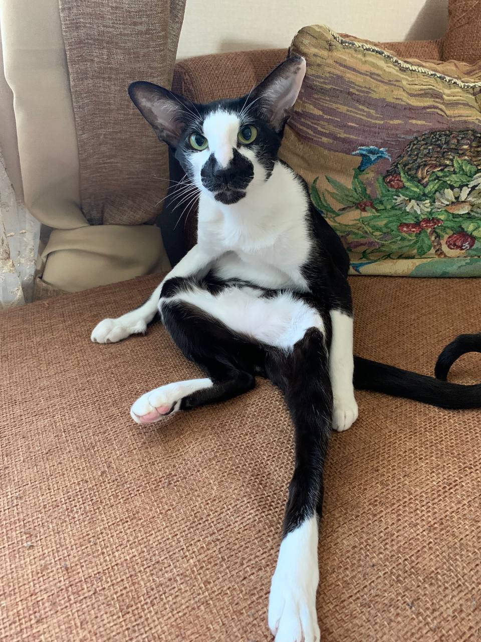 Майкл - Имена для мальчиков - Клички для котов и кошек