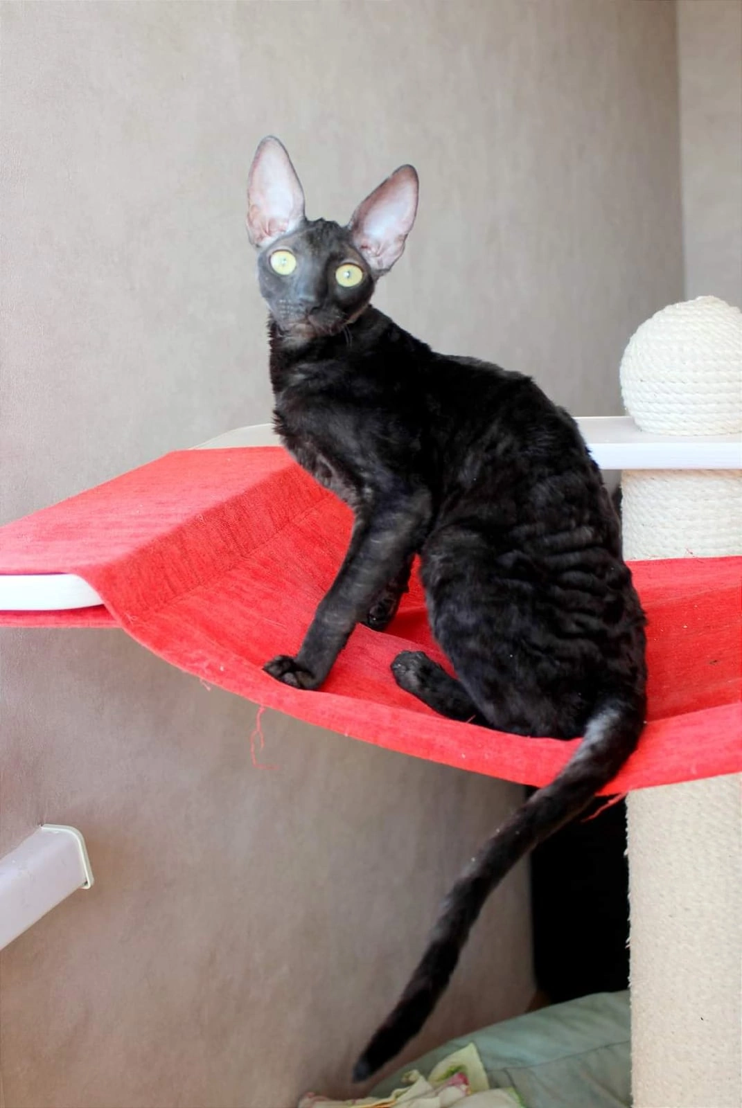 Кюанна - Имена для девочек - Клички для котов и кошек