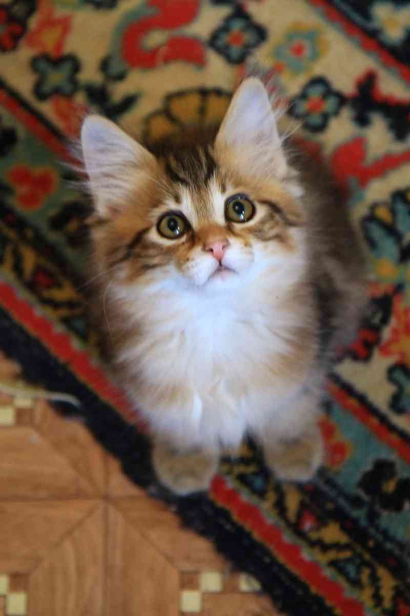 Аюна - Имена для девочек - Клички для котов и кошек