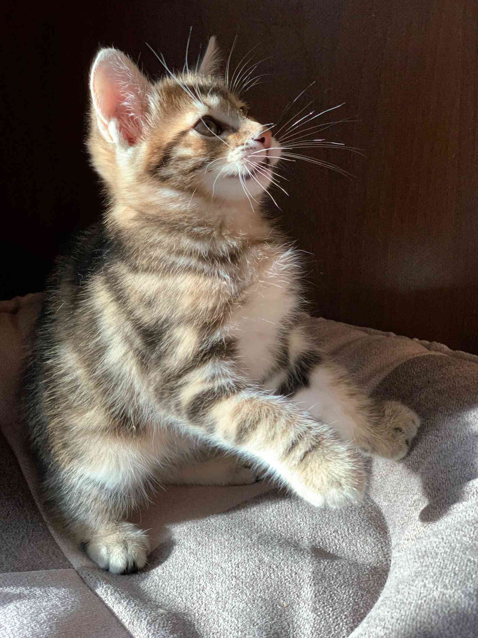 Бентли - Имена для мальчиков - Клички для котов и кошек