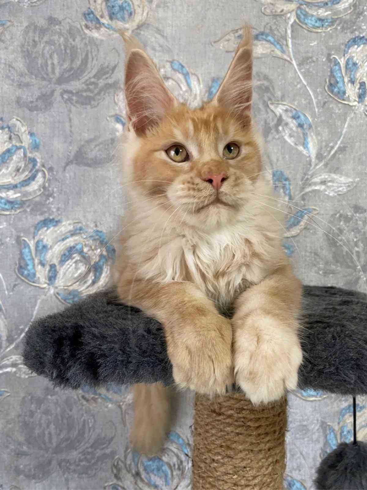 Кристофер - Имена для мальчиков - Клички для котов и кошек