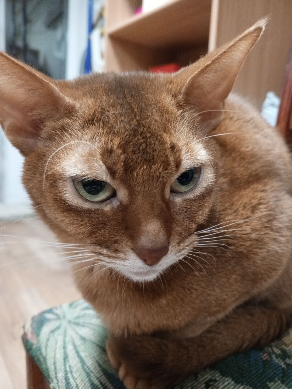 Пума - Имена для девочек - Клички для котов и кошек