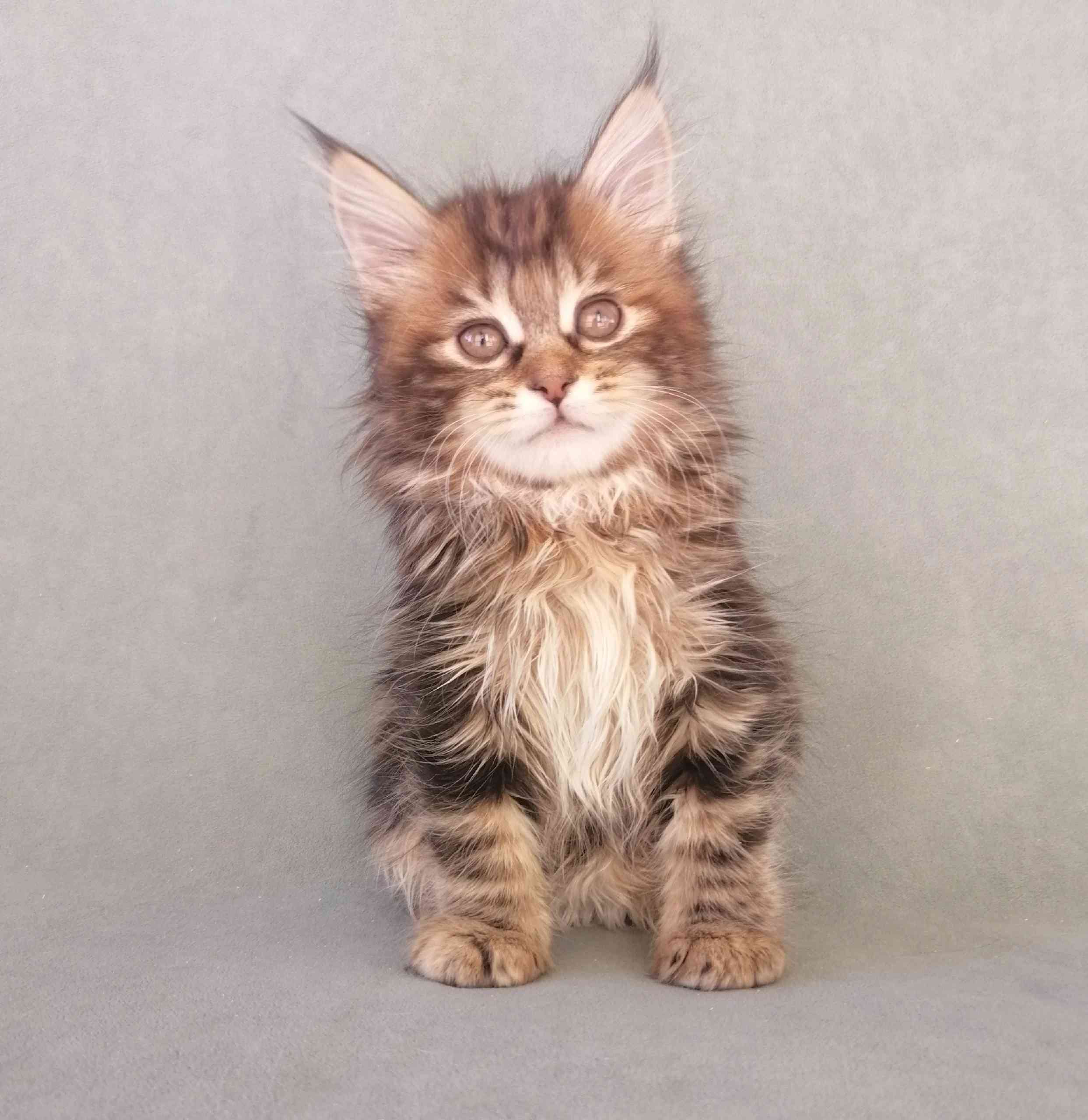 Далила - Имена для девочек - Клички для котов и кошек