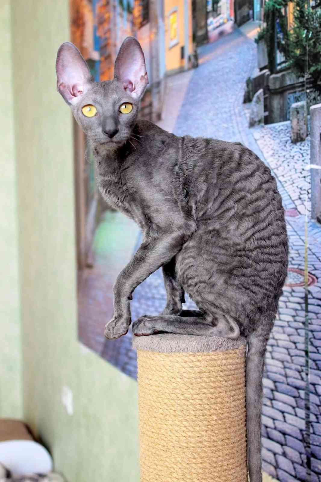 Тамила - Имена для девочек - Клички для котов и кошек