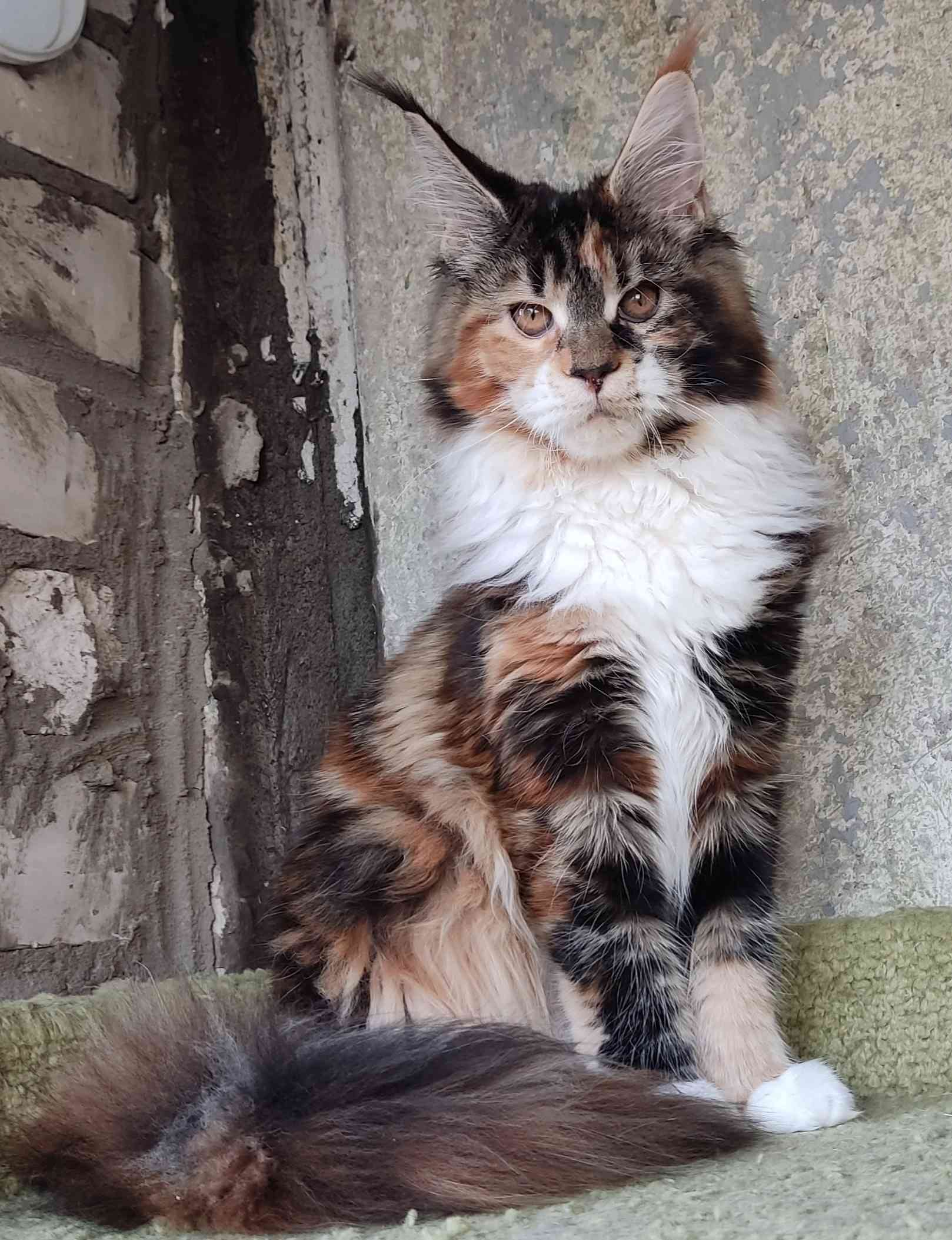 Бастя - Имена для девочек - Клички для котов и кошек