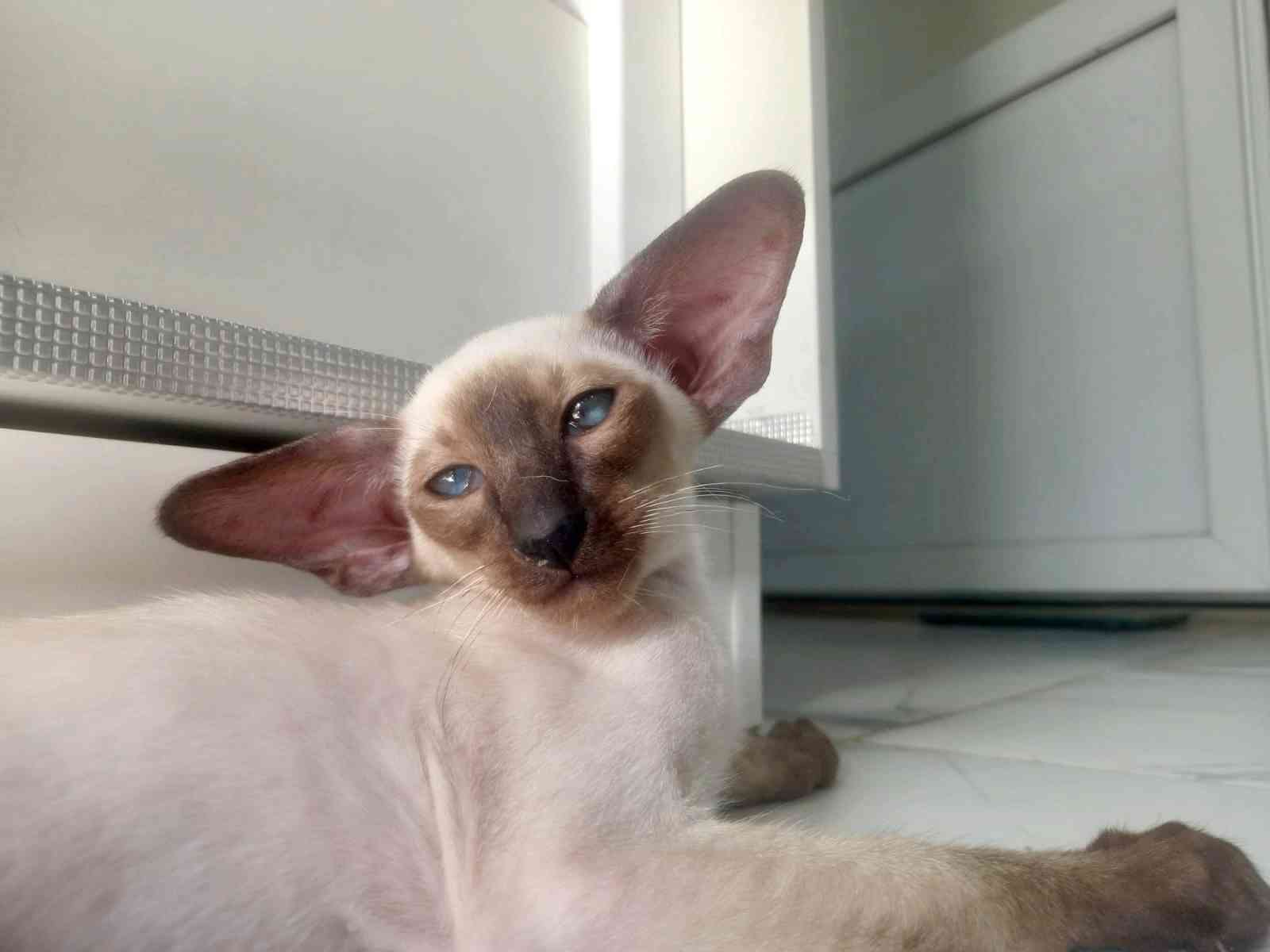 Гамлет - Имена для мальчиков - Клички для котов и кошек