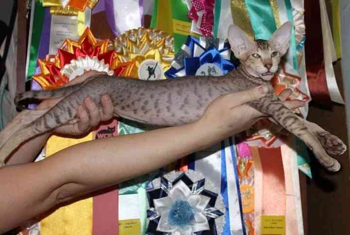 Говоруша - Имена для мальчиков - Клички для котов и кошек