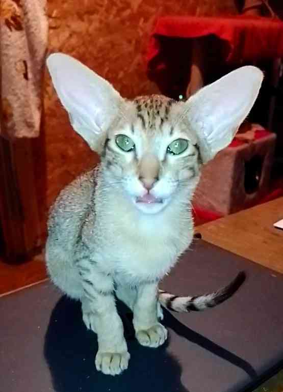 Ксюша - Имена для девочек - Клички для котов и кошек