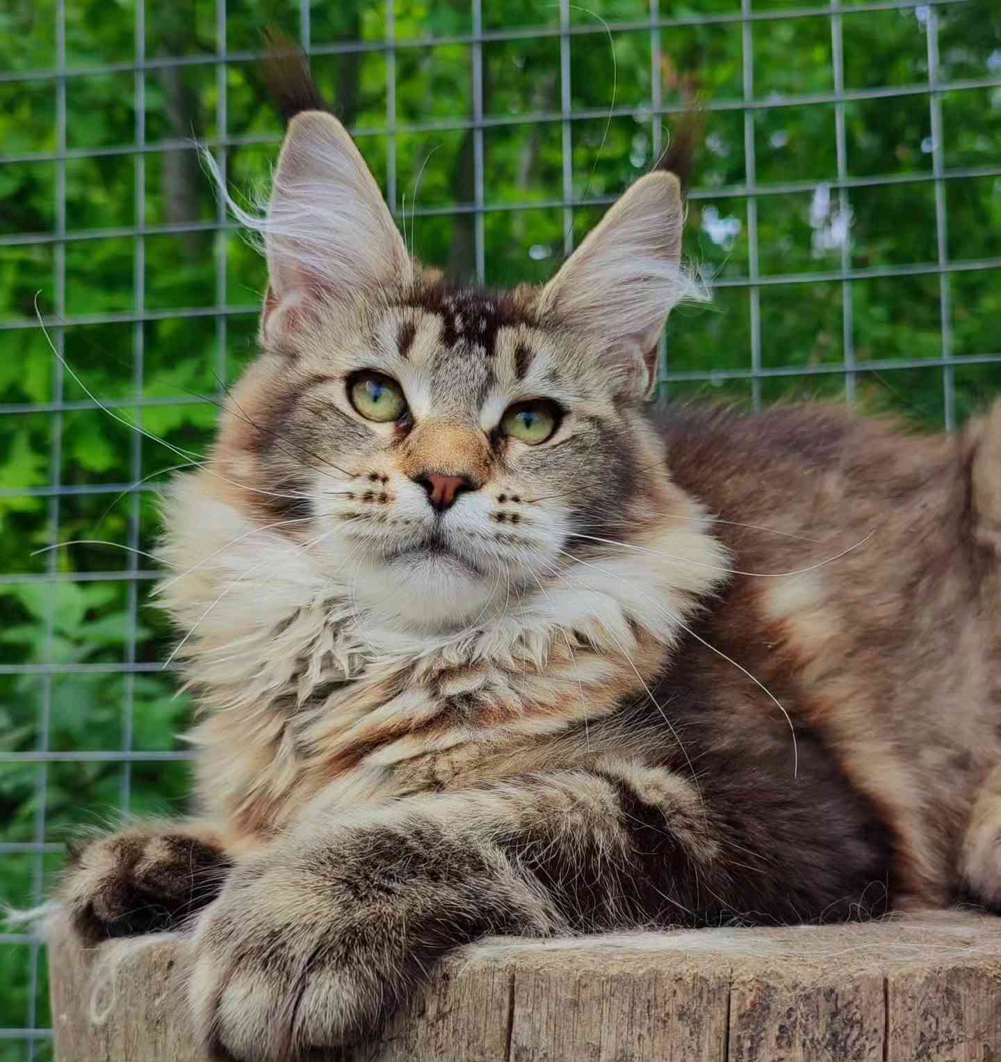 Прада - Имена для девочек - Клички для котов и кошек