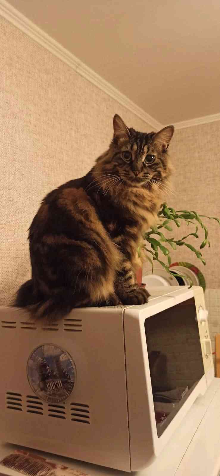 Пелагея - Имена для девочек - Клички для котов и кошек