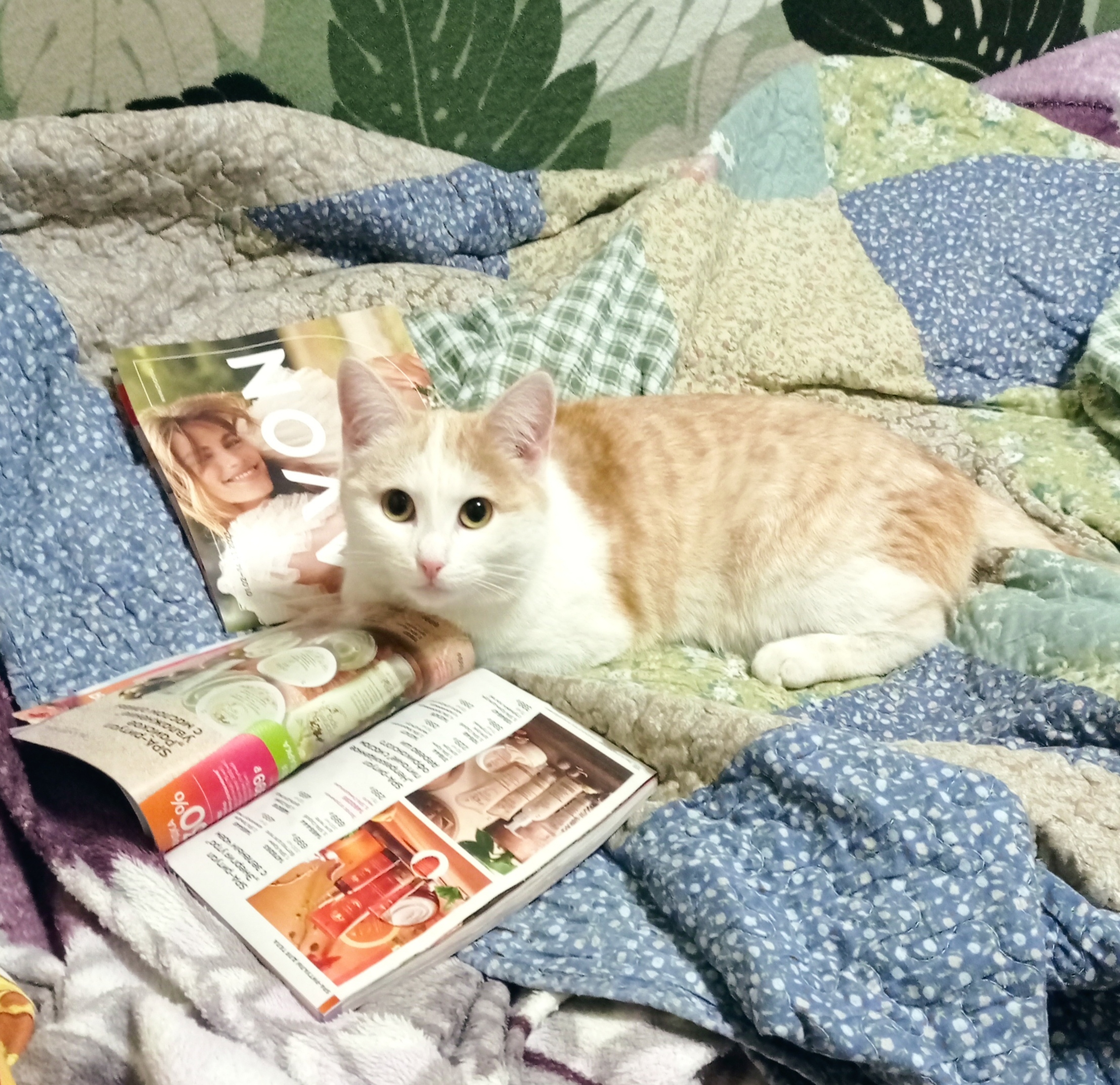 Наранха - Имена для девочек - Клички для котов и кошек