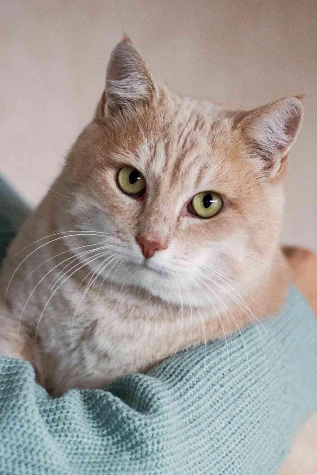 Персиваль - Имена для мальчиков - Клички для котов и кошек