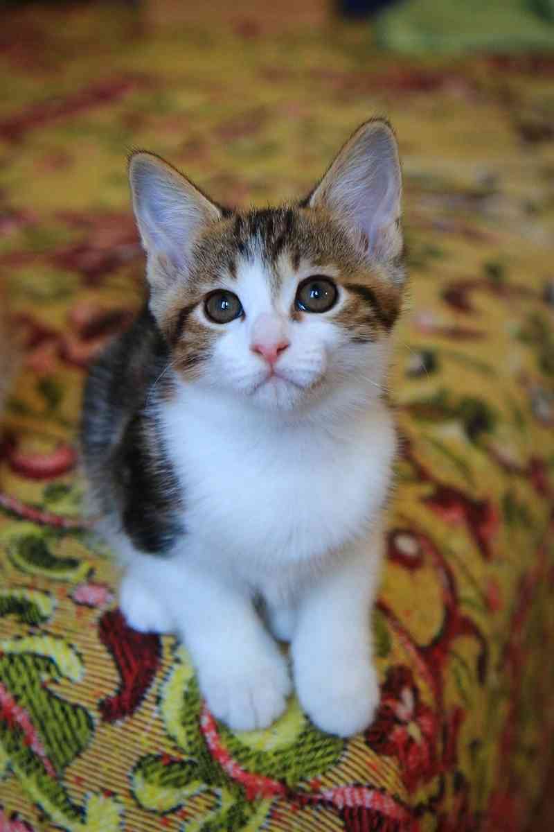 Ангара - Имена для девочек - Клички для котов и кошек