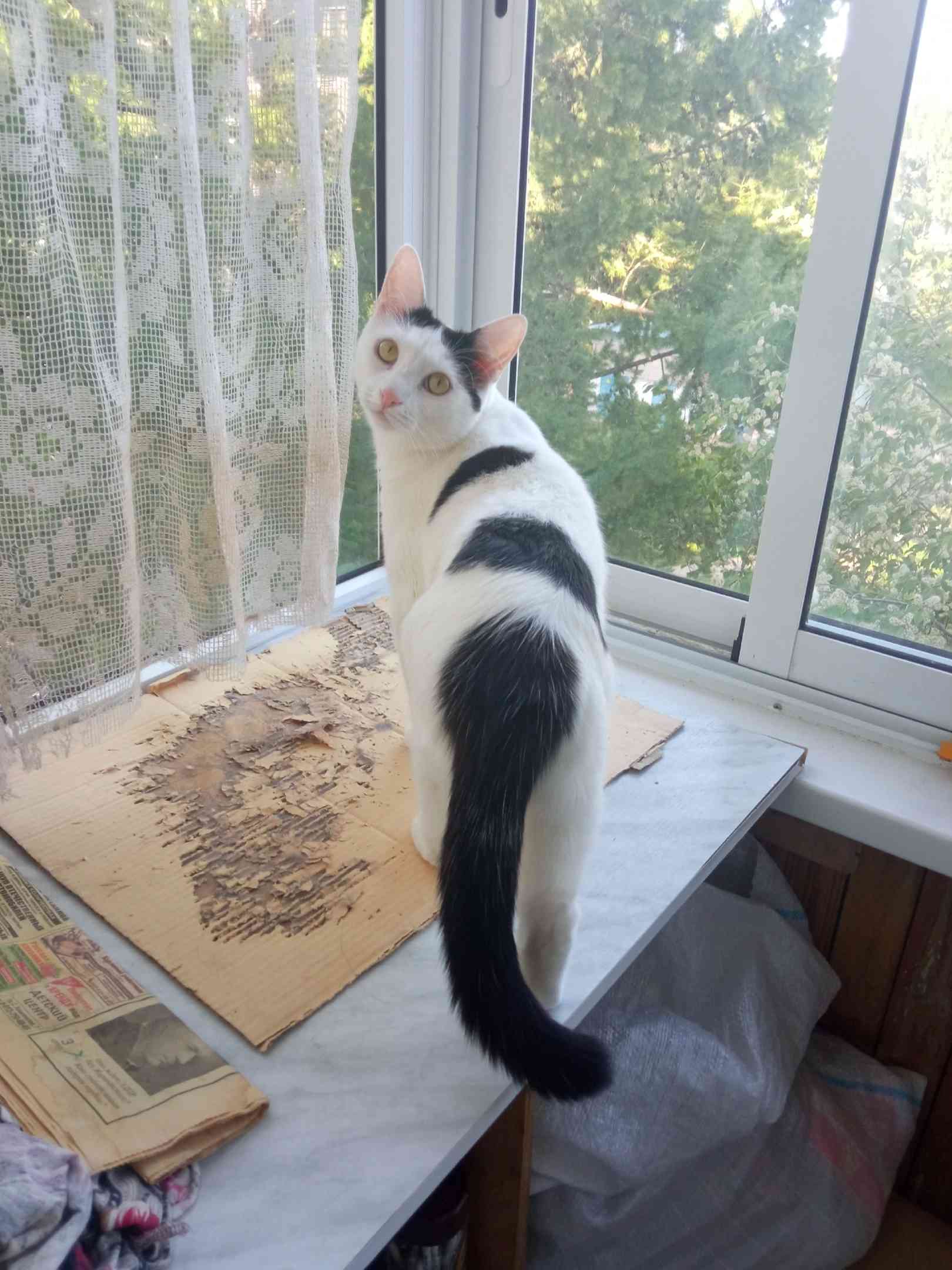 Михрюта - Имена для девочек - Клички для котов и кошек