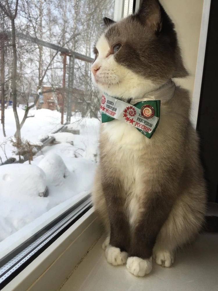 Дашун - Имена для мальчиков - Клички для котов и кошек