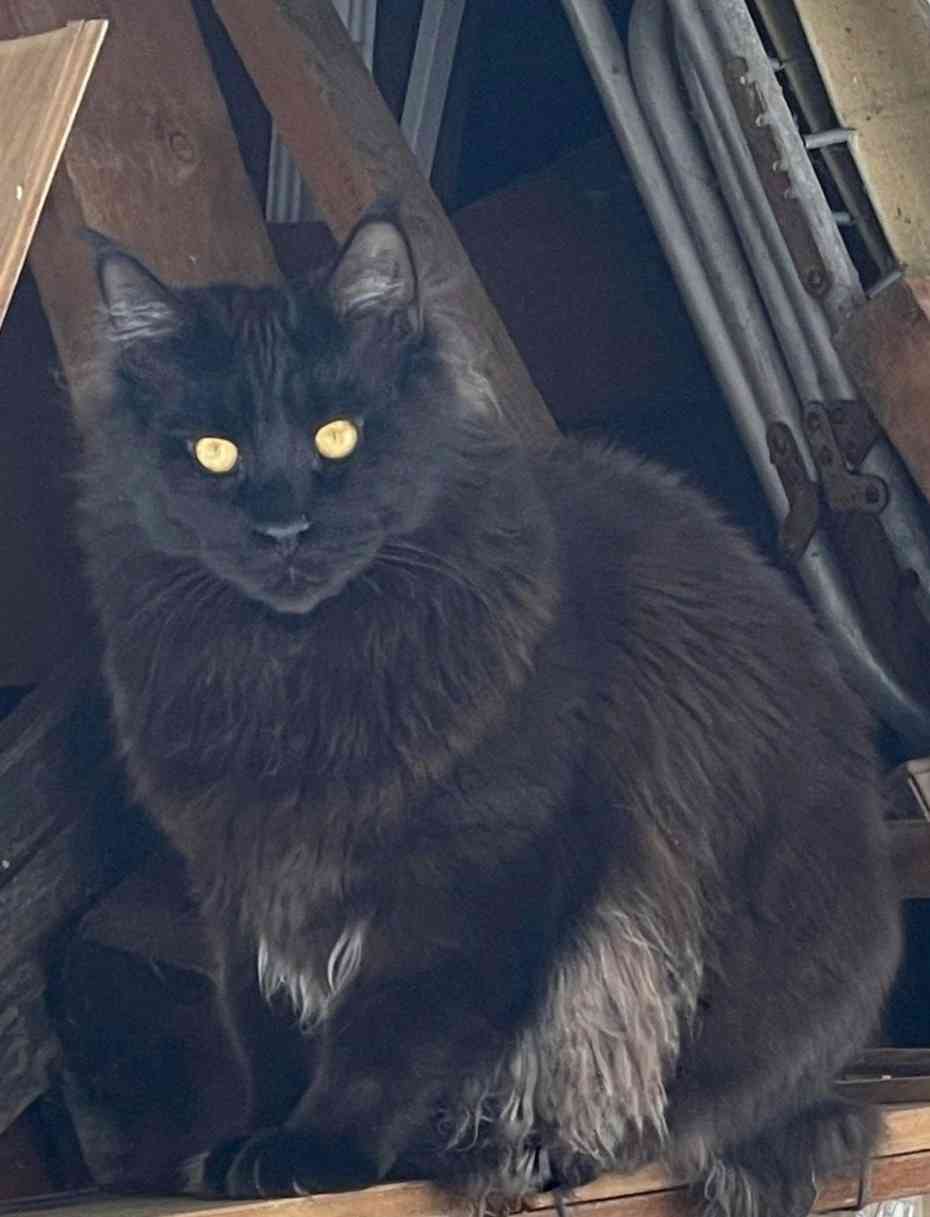 Варфоломей - Имена для мальчиков - Клички для котов и кошек