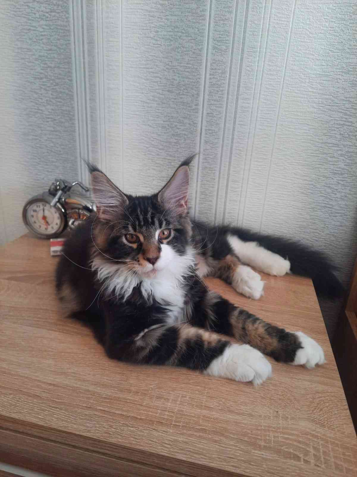 Бароша - Имена для мальчиков - Клички для котов и кошек