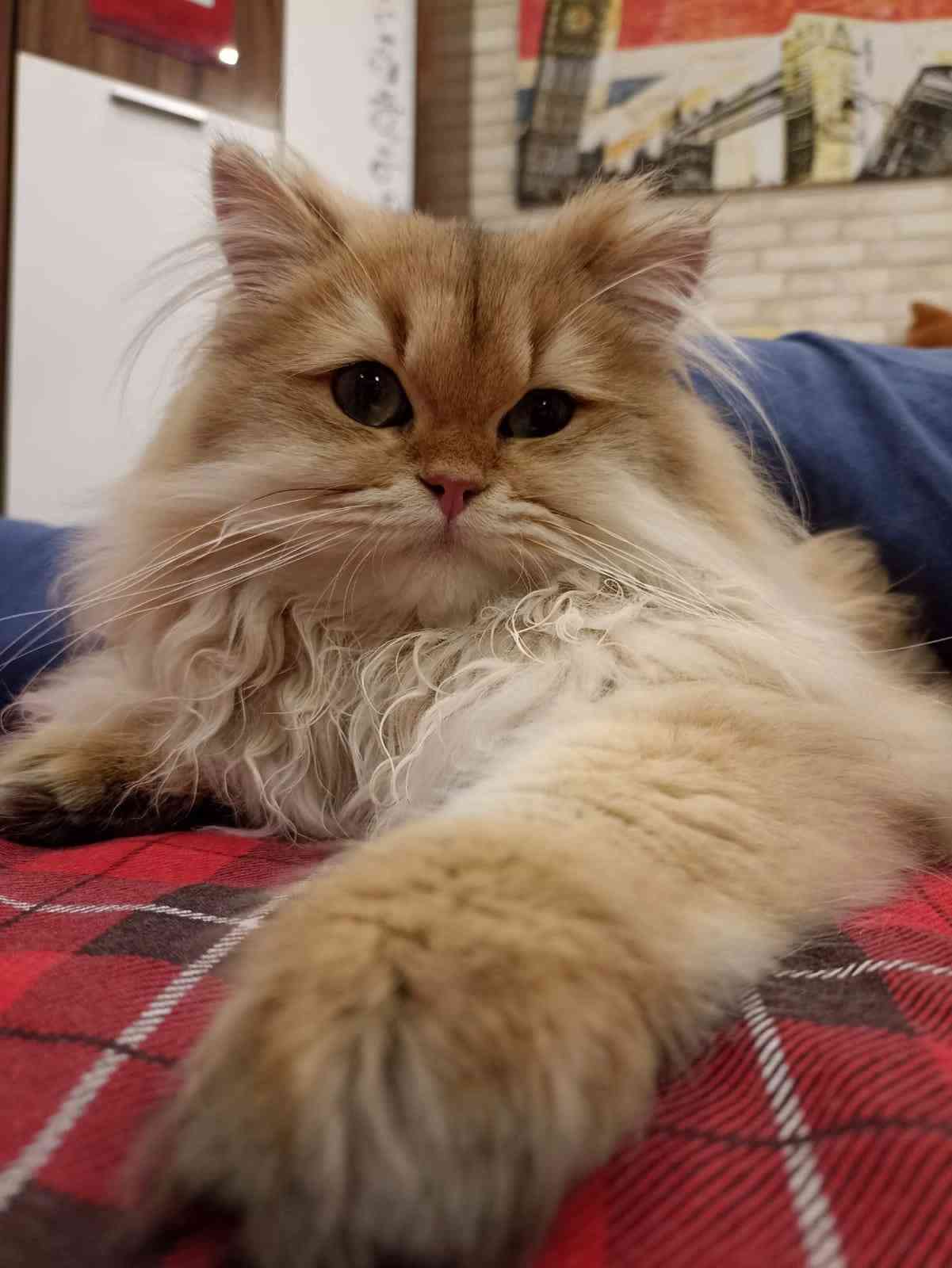 Вегас - Имена для мальчиков - Клички для котов и кошек