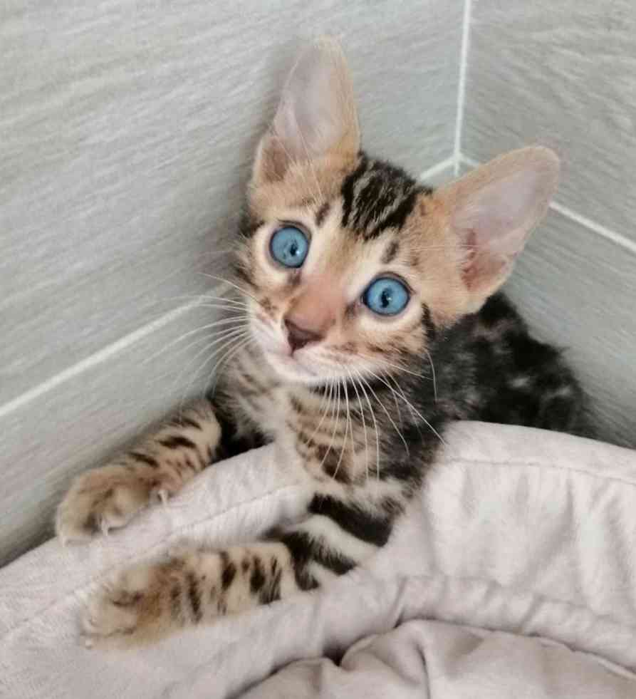 Герман - Имена для мальчиков - Клички для котов и кошек