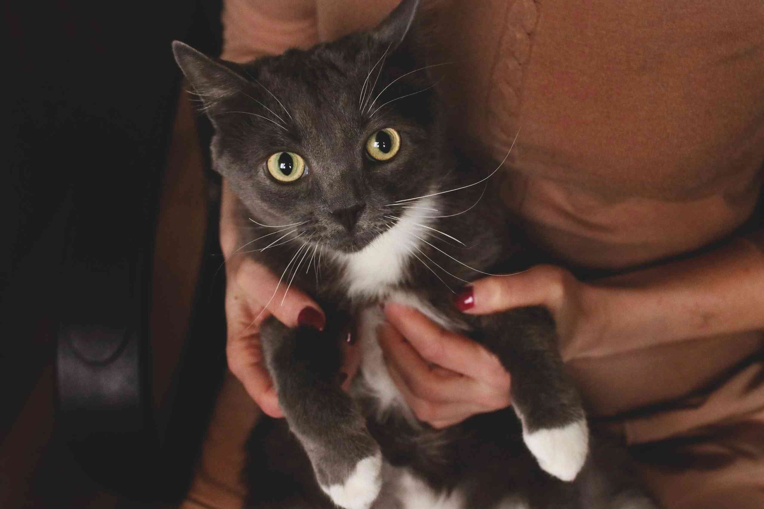 Бенедикт - Имена для мальчиков - Клички для котов и кошек