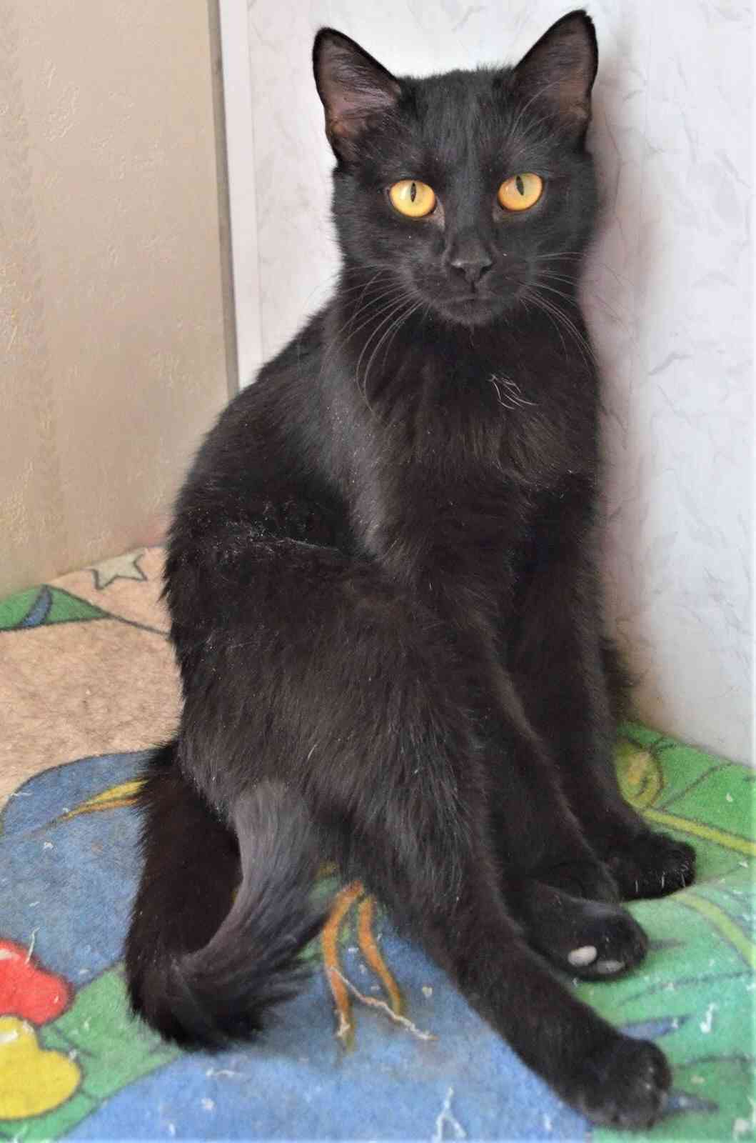 Луна - Имена для девочек - Клички для котов и кошек