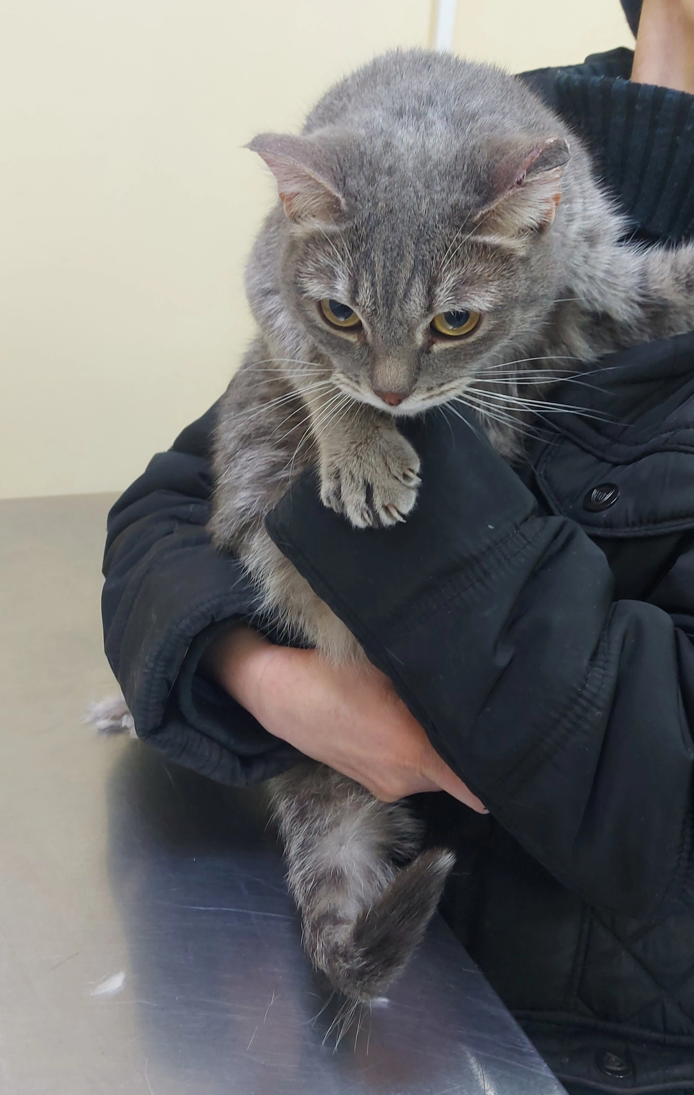 Феня - Имена для девочек - Клички для котов и кошек