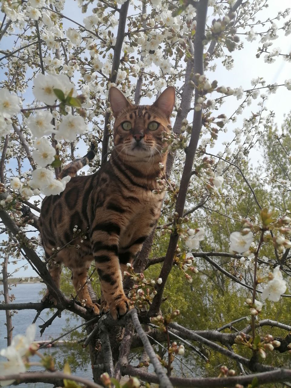 Айзек - Имена для мальчиков - Клички для котов и кошек