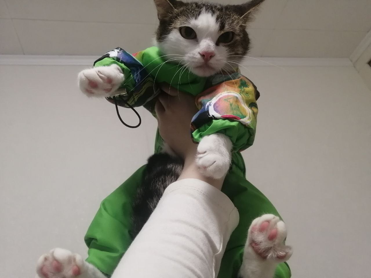 Элеонора - Имена для девочек - Клички для котов и кошек