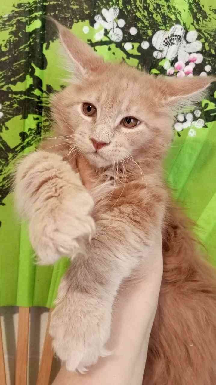 Обиван - Имена для мальчиков - Клички для котов и кошек