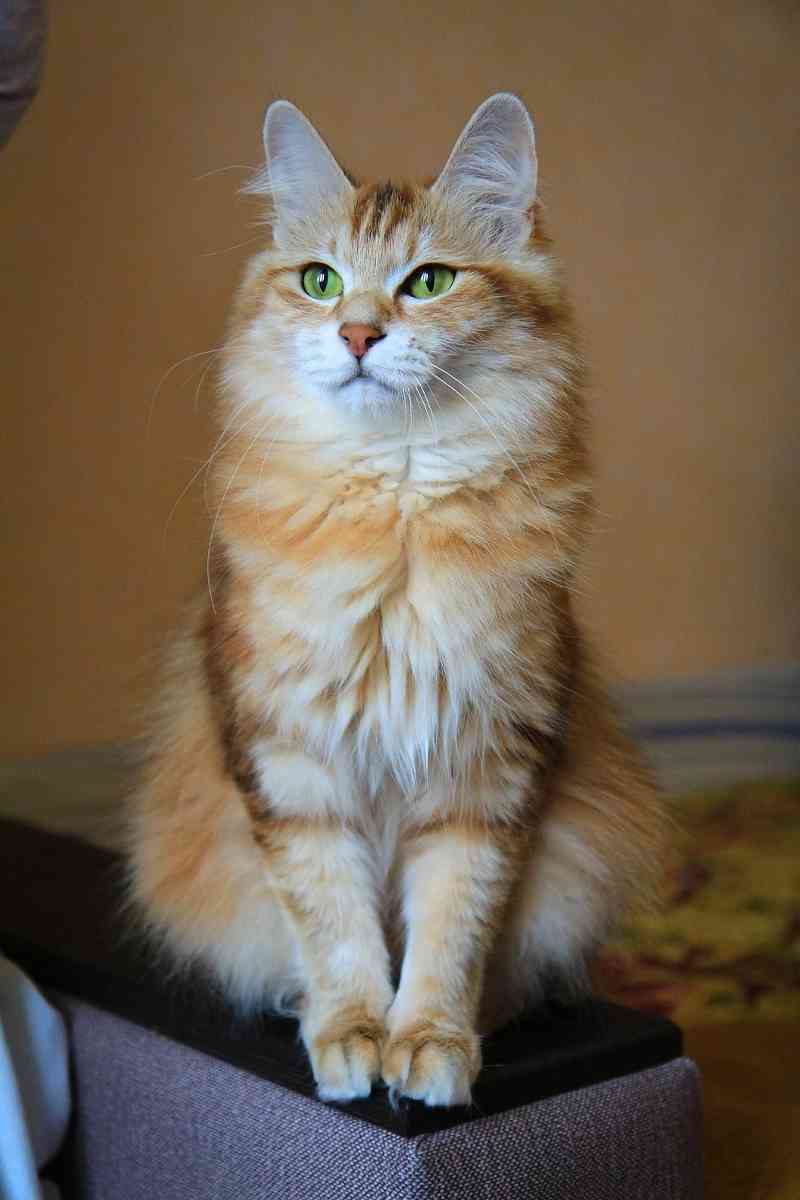 Джампа - Имена для девочек - Клички для котов и кошек