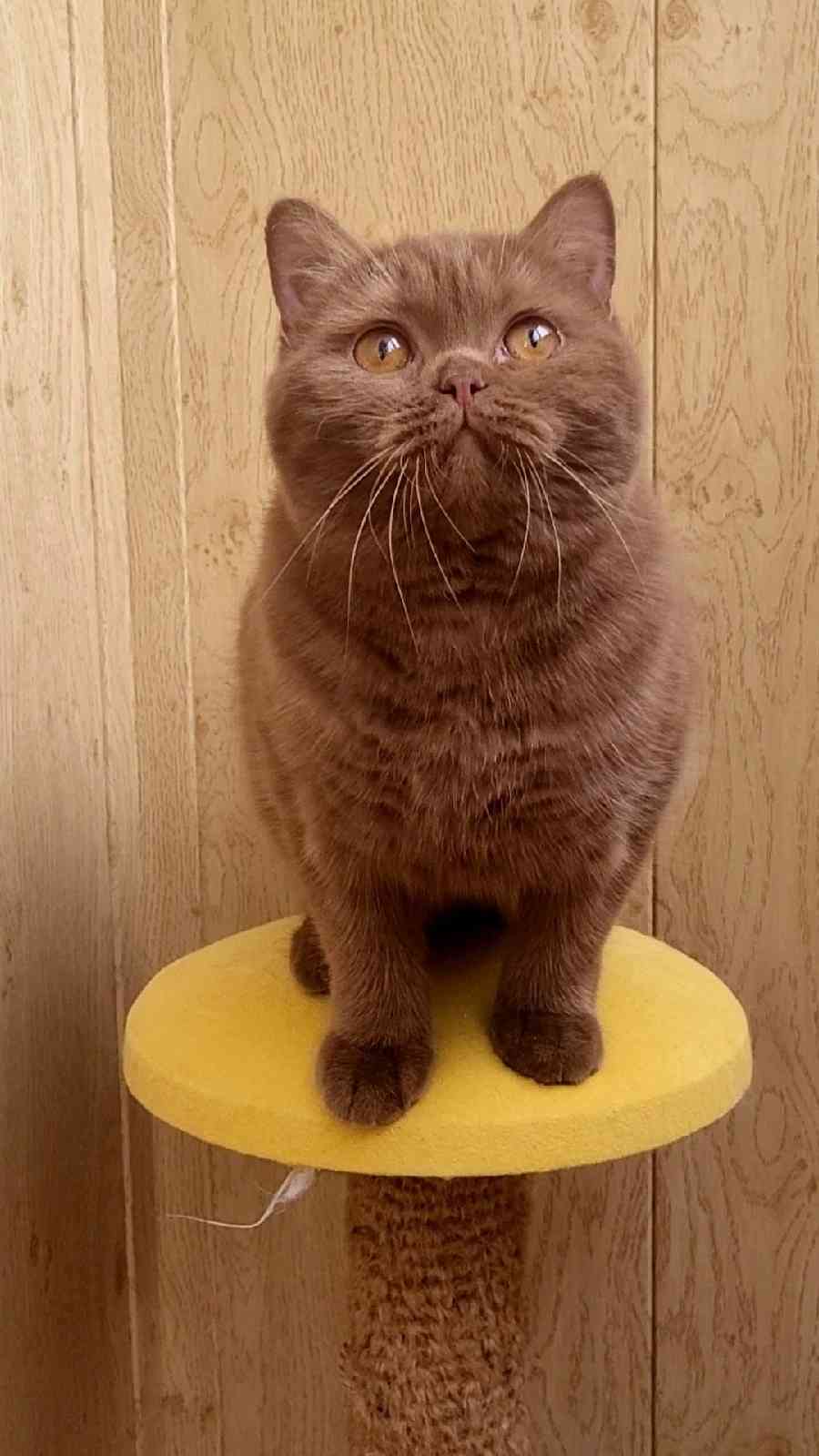 Хэлси - Имена для девочек - Клички для котов и кошек