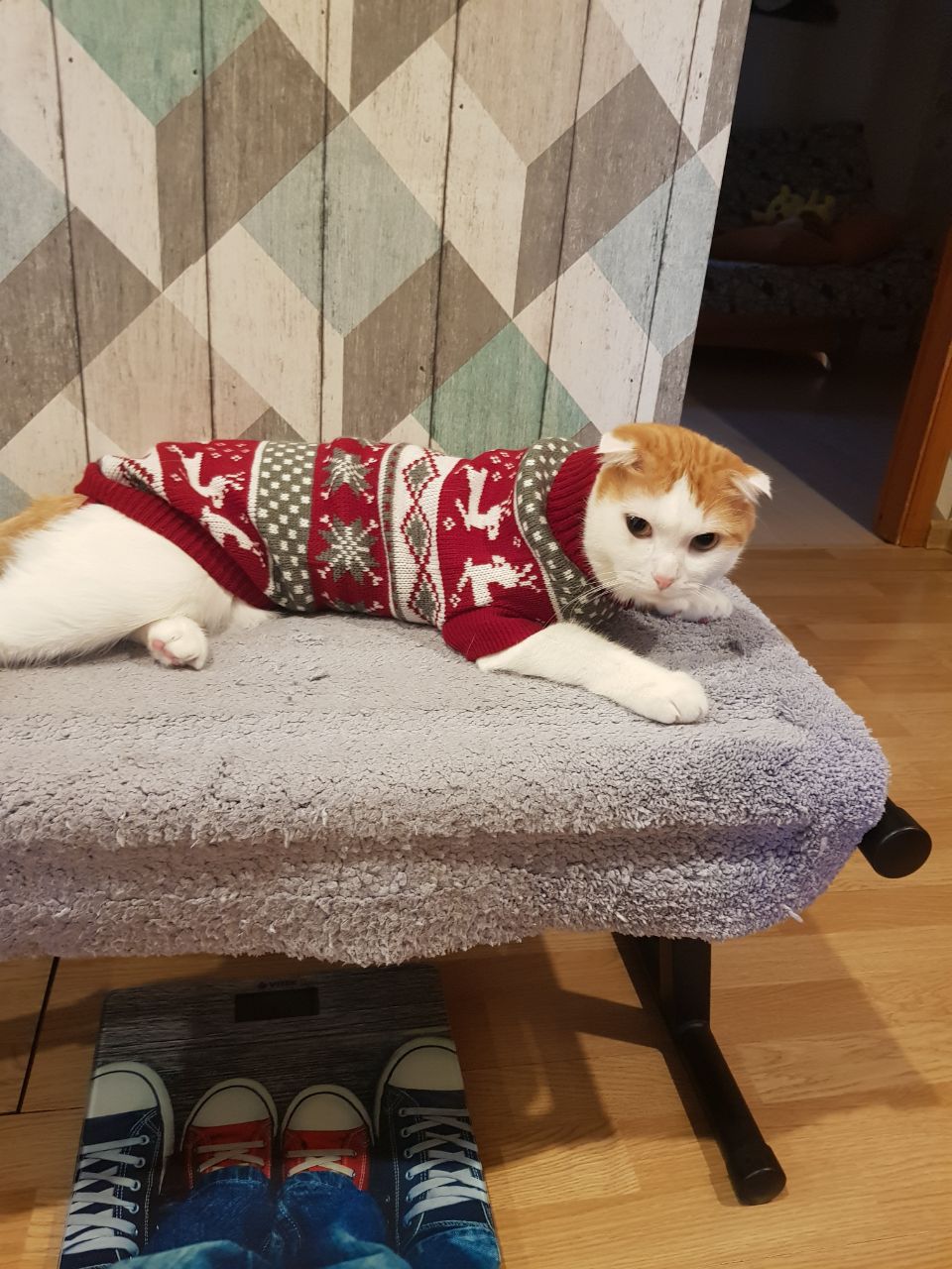 Моисей - Имена для мальчиков - Клички для котов и кошек