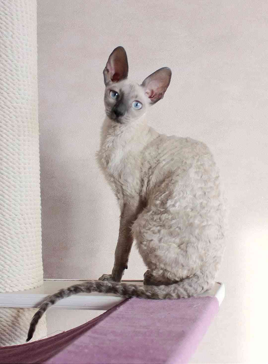 Трояна - Имена для девочек - Клички для котов и кошек