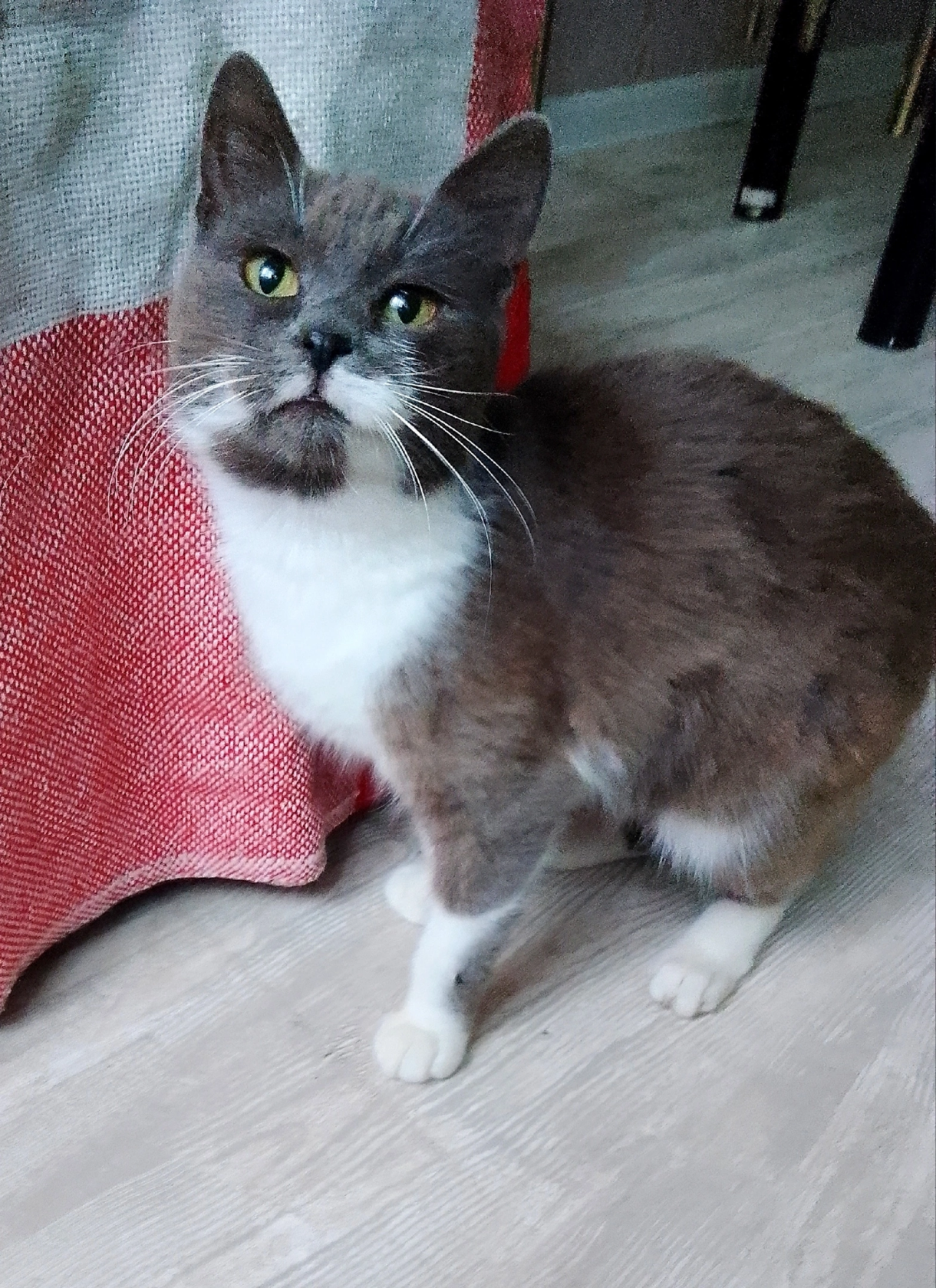 Лилу - Имена для девочек - Клички для котов и кошек