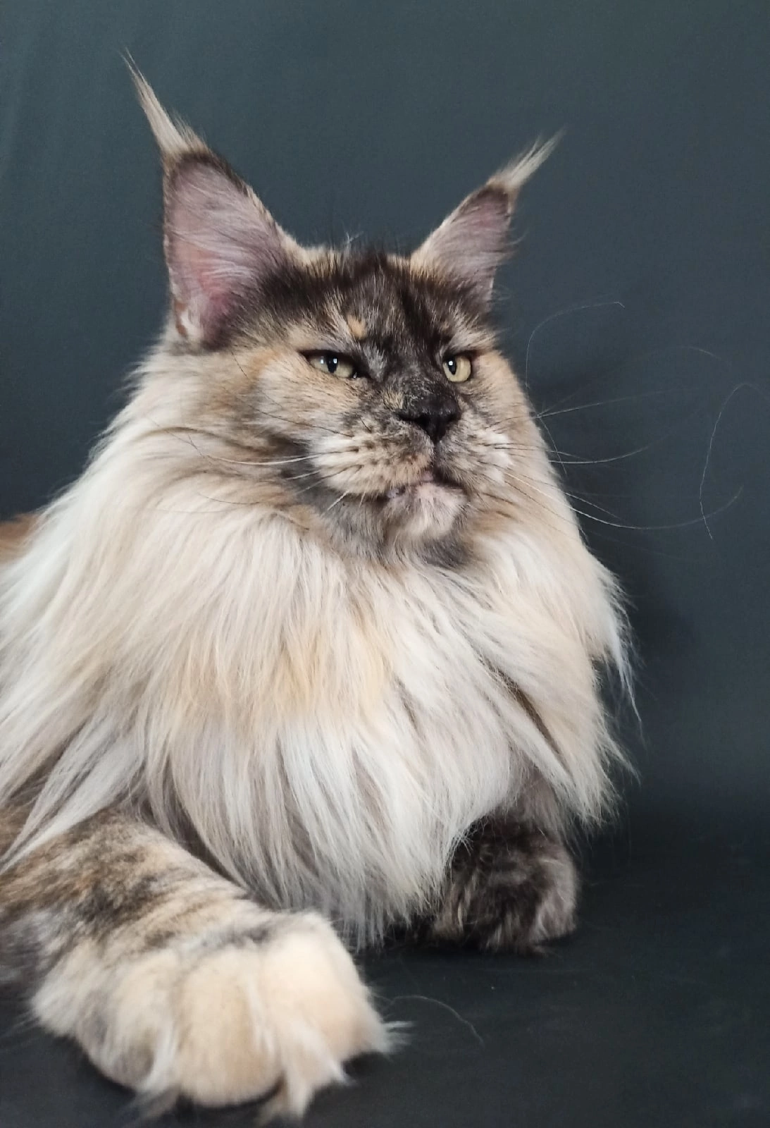 Джамайка - Имена для девочек - Клички для котов и кошек