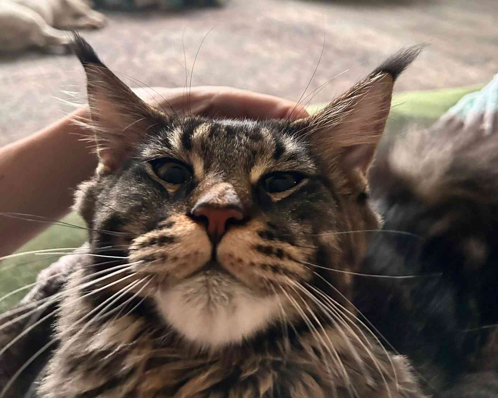 Дёма - Имена для мальчиков - Клички для котов и кошек