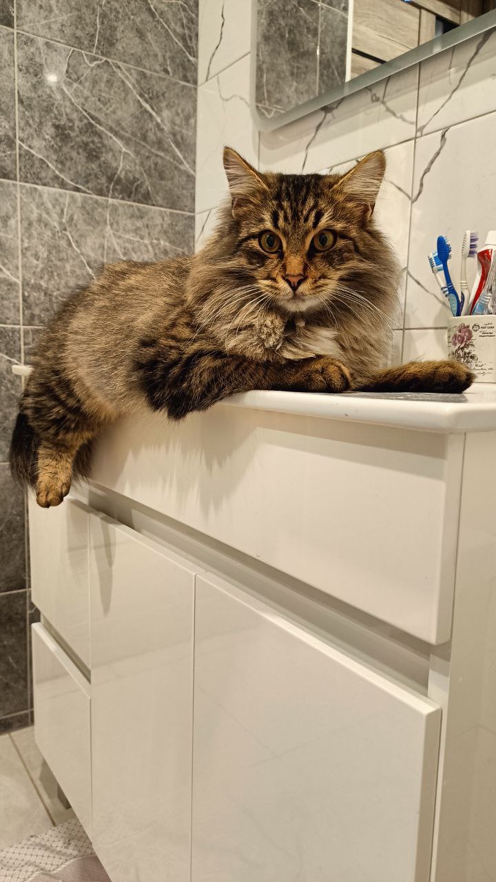 Алькапон - Имена для мальчиков - Клички для котов и кошек