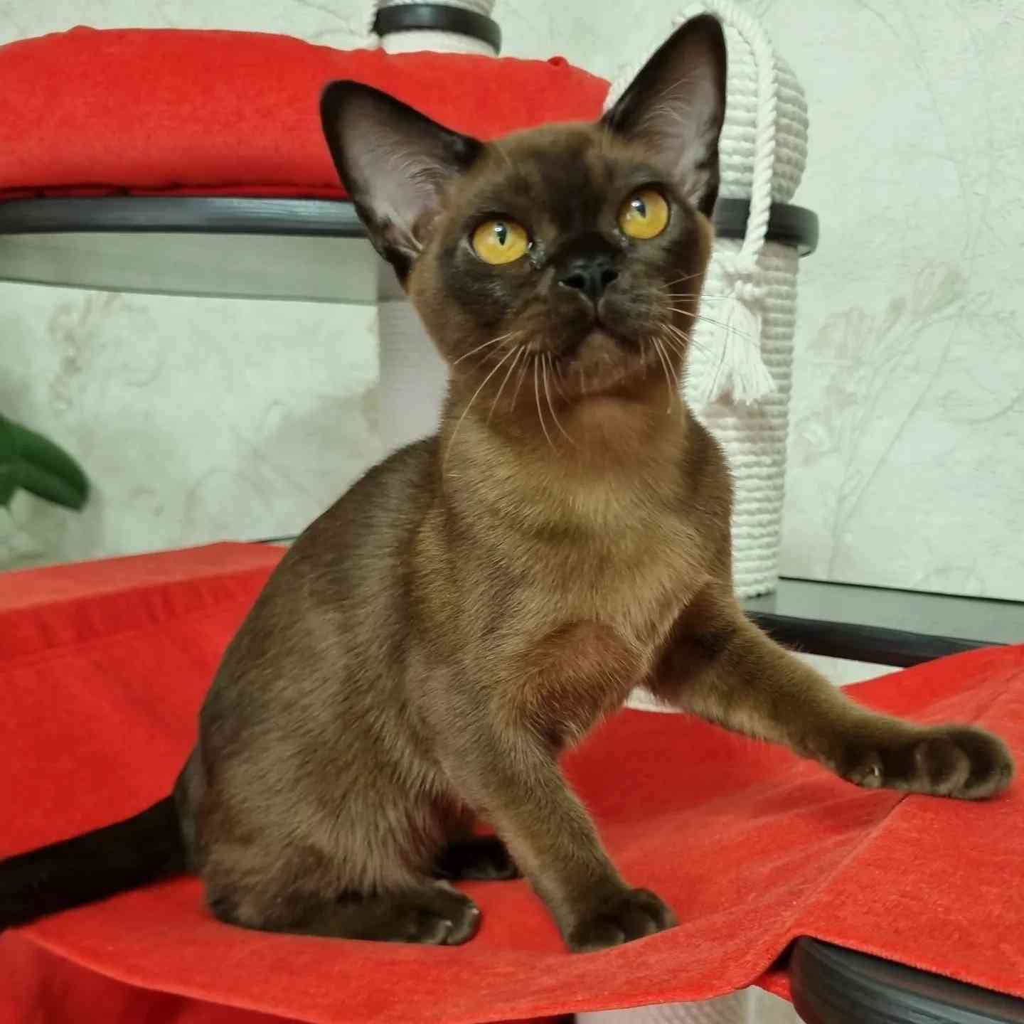 Янинна - Имена для девочек - Клички для котов и кошек