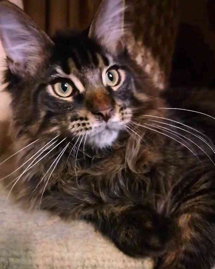 Трев - Имена для мальчиков - Клички для котов и кошек