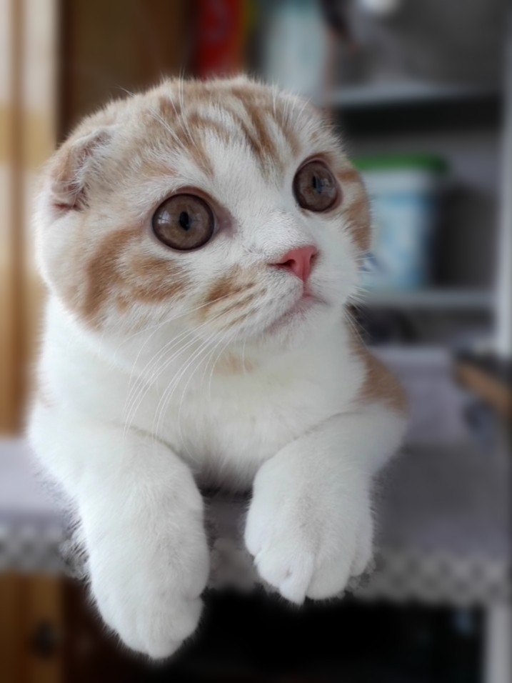 Рохо - Имена для мальчиков - Клички для котов и кошек