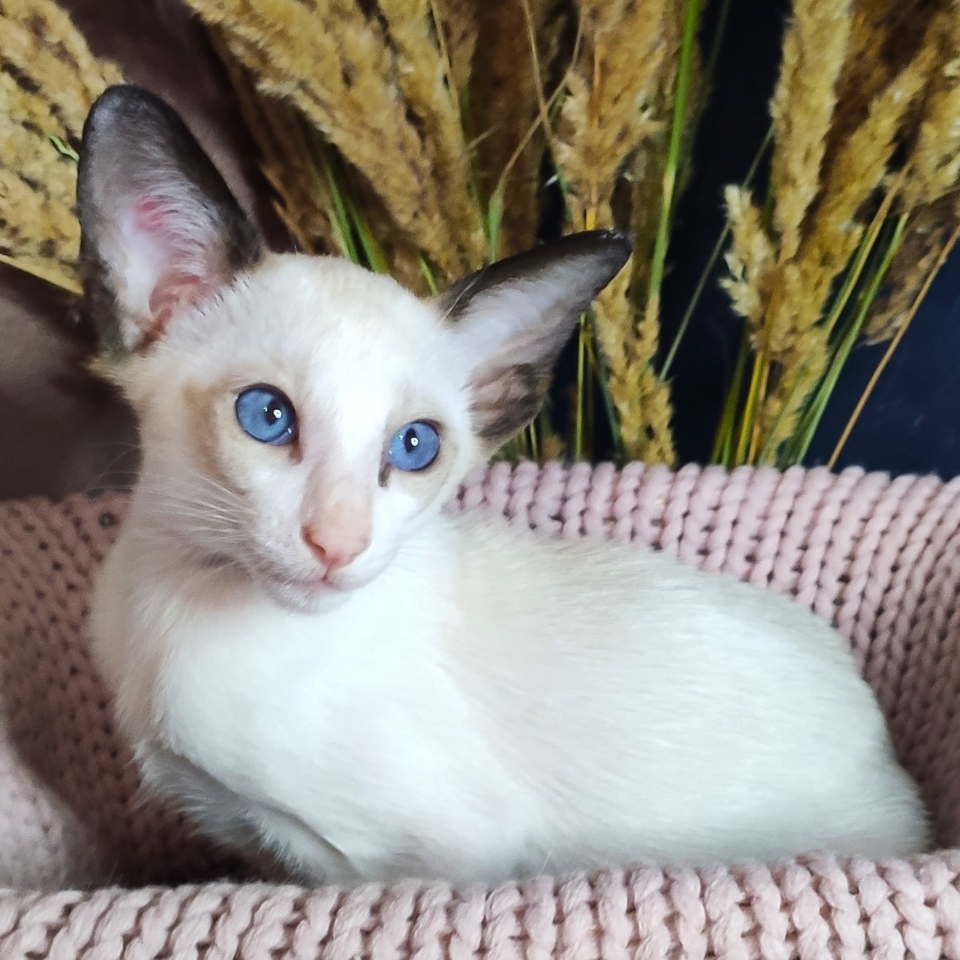 Бильбо - Имена для мальчиков - Клички для котов и кошек