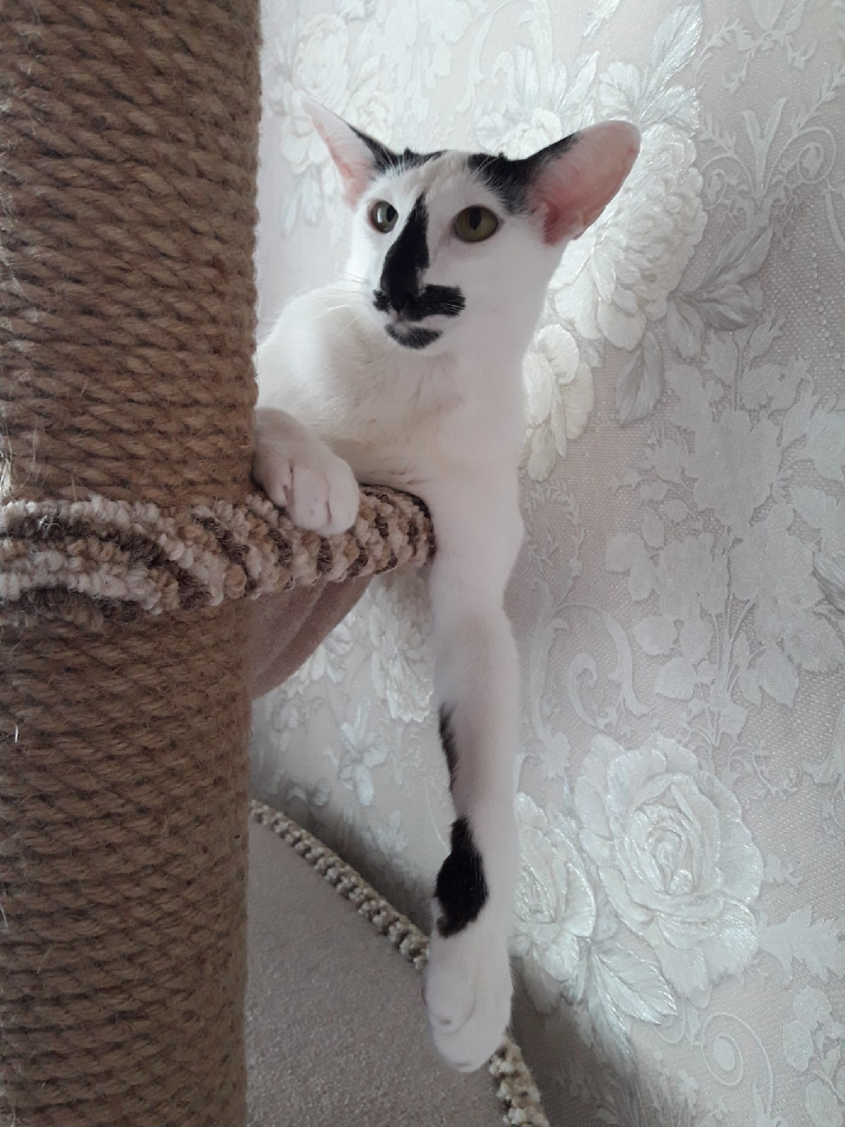 Добби - Имена для мальчиков - Клички для котов и кошек