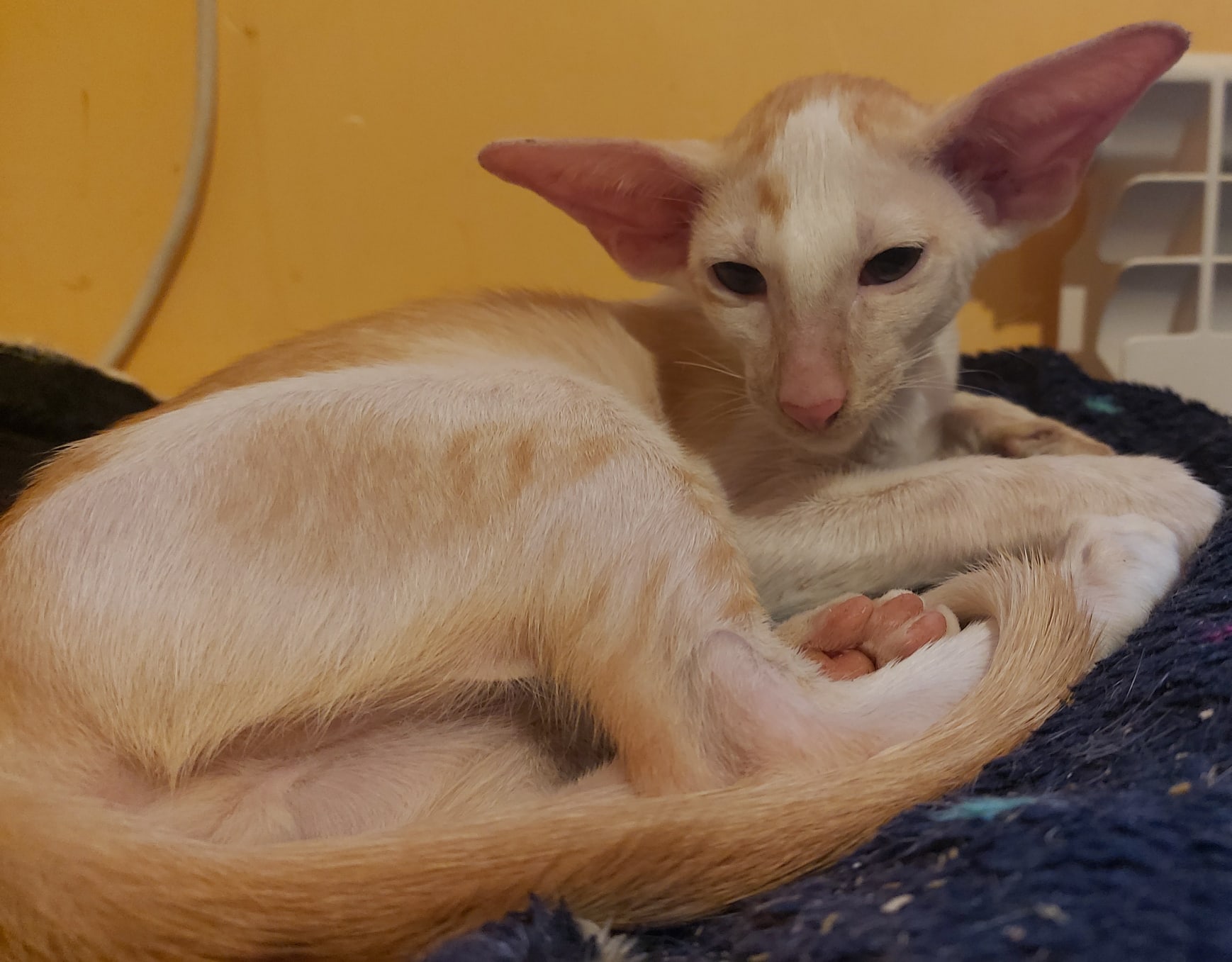 Олаф - Имена для мальчиков - Клички для котов и кошек